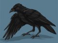 raven.jpg